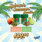 Spinach Summer Bundle